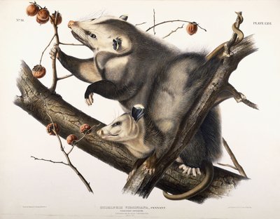 Virginian Opossum, 1845 af John James Audubon