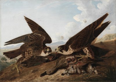 Vandrefalk (andemusvåge) af John James Audubon