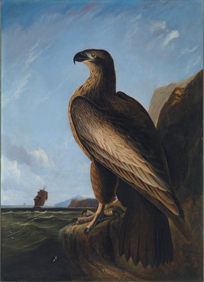 Washington Havørn, ca. 1836-1839. af John James Audubon