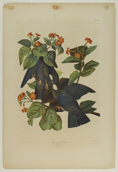 White-headed Pigeon, trykt af Julien Bien og udgivet af Roe Lockwood & Son, 1861 (kromolitografi) af John James Audubon