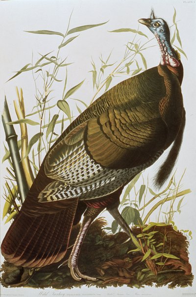 Wild Turkey, fra 