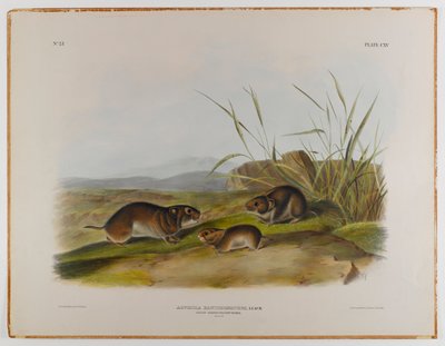 Gulkindet engmus af John James Audubon