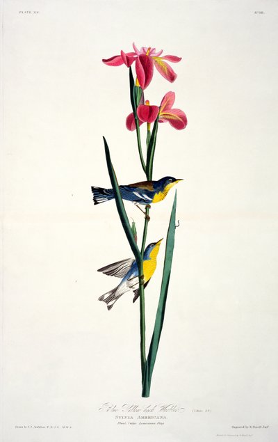 Blå gulrygsanger, fra Birds of America, graveret af Robert Havell (1793-1878) af John James after Audubon