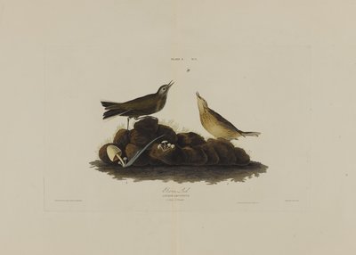 Brown Lark, fra Birds of America, graveret af Robert Havell (1793-1878) af John James after Audubon