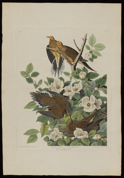 Carolina Pigeon eller Turtle Dove, fra Birds of America, graveret af Robert Havell (1793-1878) af John James after Audubon