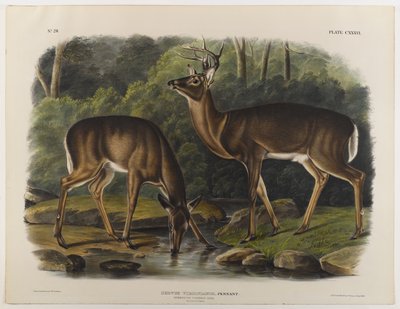 Almindelig eller Virginia Deer, indgraveret af John T. Bowen (1801-c.1856) 1848 af John James after Audubon