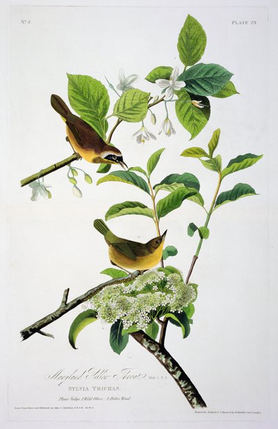 Maryland Yellow Throat, fra Birds of America, indgraveret af Robert Havell (1793-1878) af John James after Audubon