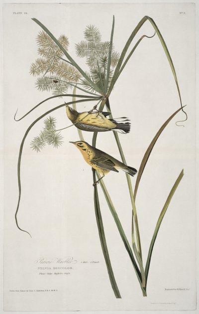 Præriesanger, fra Birds of America, graveret af Robert Havell (1793-1878) af John James after Audubon