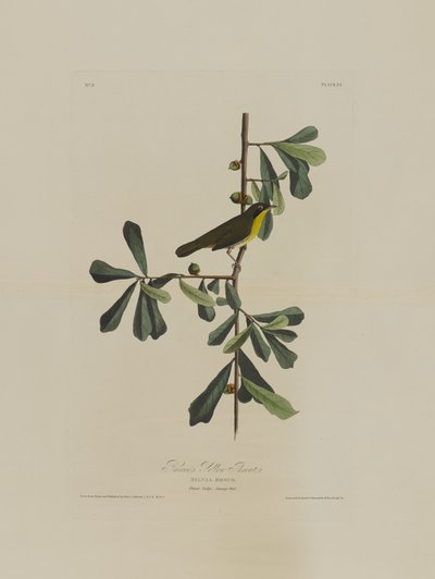 Roscoes Yellow Throat, fra Birds of America, indgraveret af Robert Havell (1793-1878) af John James after Audubon