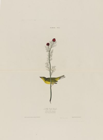 Selbys Fly Catcher, fra Birds of America, graveret af Robert Havell (1793-1878) af John James after Audubon