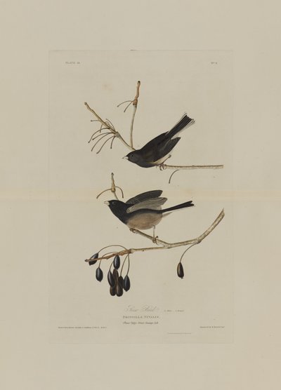 Snefugl, fra Birds of America, graveret af Robert Havell (1793-1878) af John James after Audubon