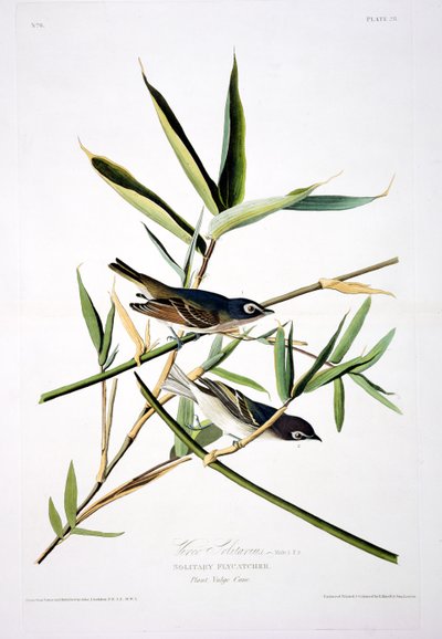 Solitary Fluesnapper, fra Birds of America, graveret af Robert Havell (1793-1878) af John James after Audubon