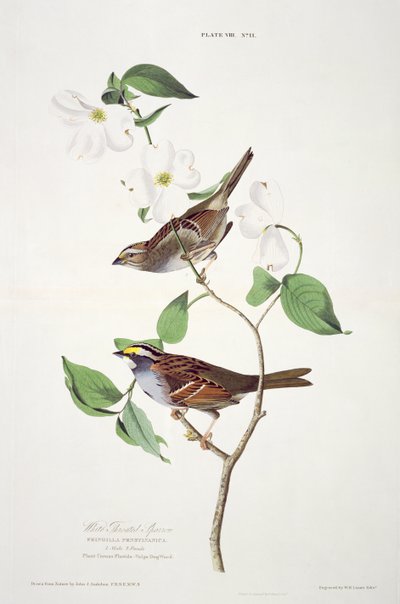 White Throated Sparrow, fra Birds of America, graveret af Robert Havell (1793-1878) af John James after Audubon