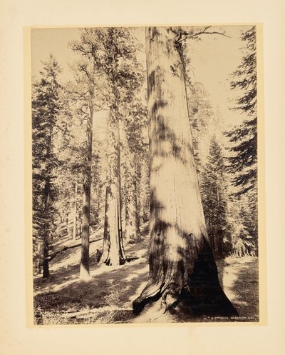 Store træer, Mariposa, Californien af John K. Hillers