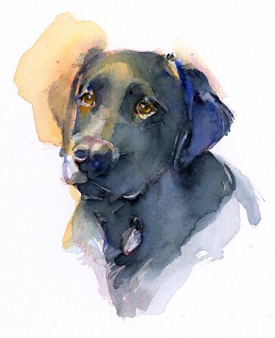 Black Lab, 2017, (akvarel) af John Keeling