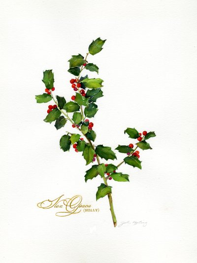 Holly botanical, 2013, (akvarel) af John Keeling