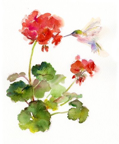 Kolibri med geranium, 2015, (akvarel) af John Keeling
