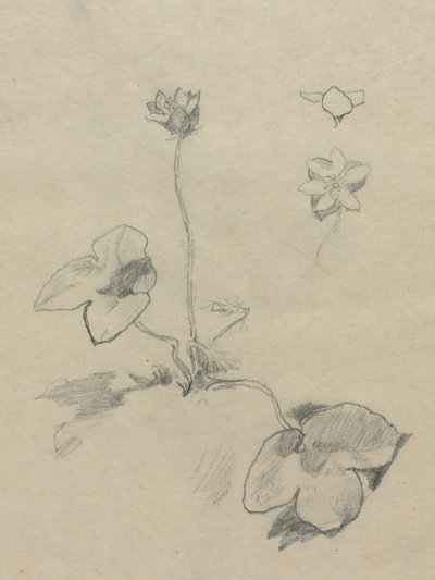 Anemone af John La Farge