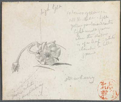 Jordbærblomst. af John La Farge