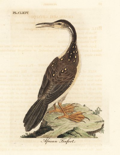 Afrikansk finfod, Podica senegalensis. Håndfarvet kobberplade tegnet og indgraveret af John Latham fra hans egen A General History of Birds, Winchester af John Latham