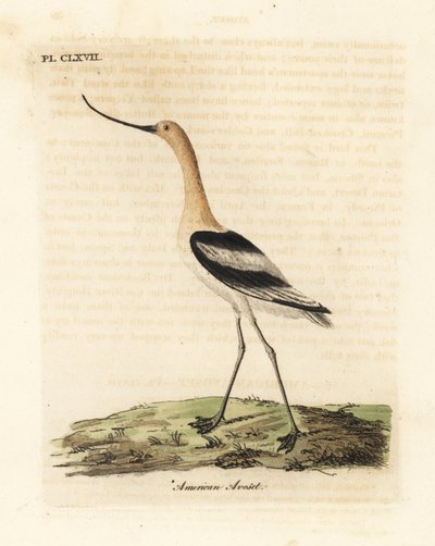 Amerikansk avocet, Recurvirostra americana. Håndfarvet kobberplade tegnet og indgraveret af John Latham fra hans egen A General History of Birds, Winchester af John Latham