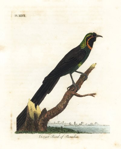 Arfak astrapia, Astrapia nigra (Gorget paradisfugl, Paradisea gularis). Håndfarvet kobberplade tegnet og graveret af John Latham fra hans egen A General History of Birds, Winchester af John Latham