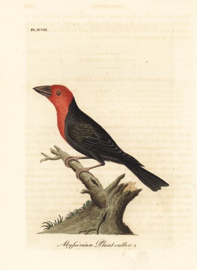 Sortnæbbet barbet, Lybius guifsobalito (Abessinisk planteskærer, Loxia tridactyla). Håndfarvet kobberplade tegnet og graveret af John Latham fra hans egen A General History of Birds, Winchester af John Latham