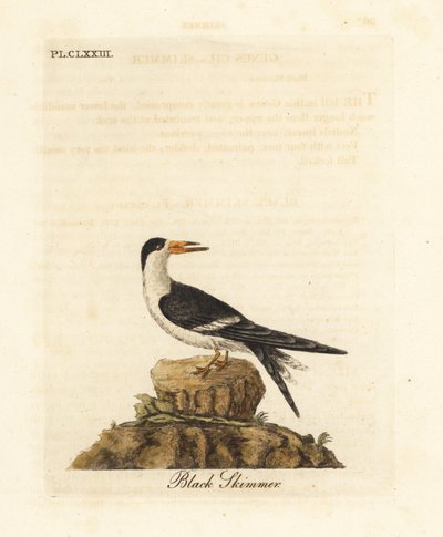 Sort skimmer, Rynchops niger (Rhynchops nigra). Håndfarvet kobberplade tegnet og graveret af John Latham fra hans egen A General History of Birds, Winchester af John Latham