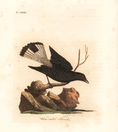 Sort hvede, Oenanthe leucura (Hvidhaledrossel, Turdus leucurus). Håndfarvet kobberplade tegnet og indgraveret af John Latham fra hans egen A General History of Birds, Winchester af John Latham