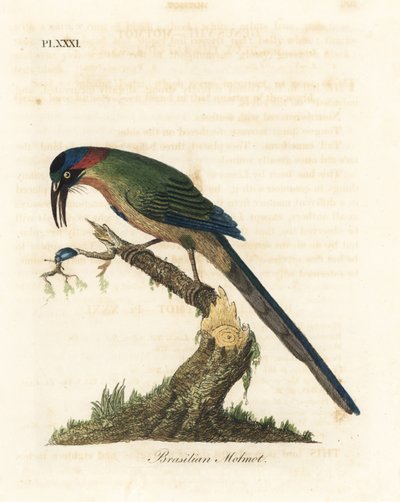 Blåkronet motmot, Momotus momota (brasiliansk motmot, Momotus brasiliensis). Håndfarvet kobberplade tegnet og graveret af John Latham fra hans egen A General History of Birds, Winchester af John Latham