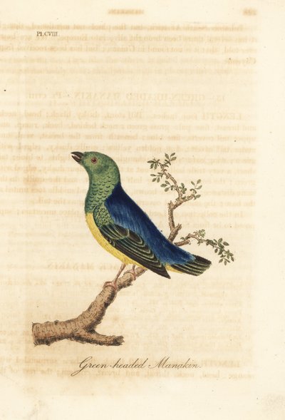 Blånakkede chlorophonia, Chlorophonia cyanea (Grønhovedet manakin, hjemmehørende i Sydamerika). Håndfarvet kobberplade tegnet og graveret af John Latham fra hans egen A General History of Birds, Winchester af John Latham