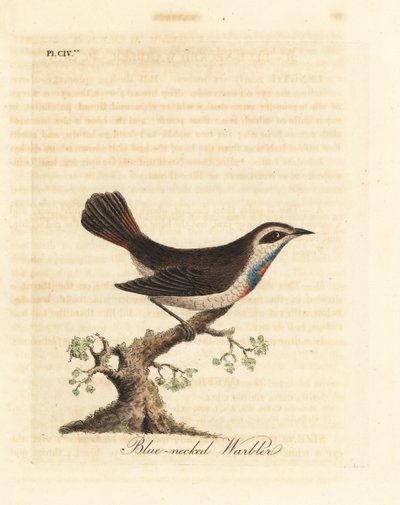 Blåhals, Luscinia svecica (blåhalssanger, også kendt som gunpigera, neelkunthee, gunpedrab i Indien). Håndfarvet kobberplade tegnet og indgraveret af John Latham fra hans egen A General History of Birds, Winchester af John Latham