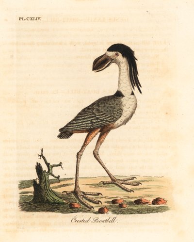 Bådnæbbet hejre, Cochlearius cochlearius (kummet næb eller næb, Cancroma cochlearia). Håndfarvet kobberplade tegnet og indgraveret af John Latham fra hans egen A General History of Birds, Winchester af John Latham