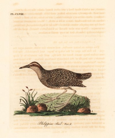 Buff-banded skinne, Gallirallus philippensis (filippinsk skinne, Rallus philippensis). Håndfarvet kobberplade tegnet og graveret af John Latham fra hans egen A General History of Birds, Winchester af John Latham