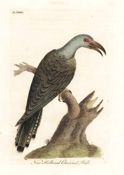 Kanalnæbbet gøg, Scythrops novaehollandiae (australasisk kanalnæb, Psittaceous hornbill). Håndfarvet kobberplade tegnet og graveret af John Latham fra hans egen A General History of Birds, Winchester af John Latham