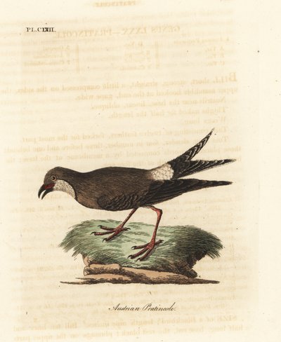 Collared pratincole, Glareola pratincola (østrigsk pratincole, Glareola austriaea). Håndfarvet kobberplade tegnet og graveret af John Latham fra hans egen A General History of Birds, Winchester af John Latham