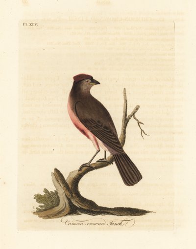 Almindelig rødbarke, Carduelis flammea (Crimson-kronfink, Fringilla flammea). Håndfarvet kobberplade tegnet og graveret af John Latham fra hans egen A General History of Birds, Winchester af John Latham
