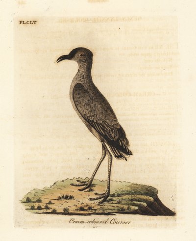 Cremefarvet kurser, Cursorius cursor (Cursorius europaeus). Håndfarvet kobberplade tegnet og graveret af John Latham fra hans egen A General History of Birds, Winchester af John Latham