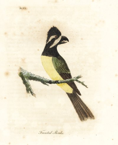 Toppet tobbe, Falcunculus frontatus (Frontal tobbe, Lanius frontatus). Håndfarvet kobberplade tegnet og graveret af John Latham fra hans egen A General History of Birds, Winchester af John Latham