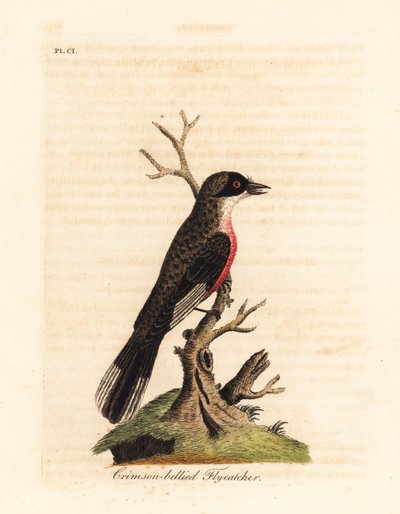 Crimson-bellied fluesnapper, Muscicapa coccinigastra. Ukendte fuglearter kopieret fra en illustration af Port Jackson Painter. Håndfarvet kobberplade tegnet og graveret af John Latham fra hans egen A General History of Birds, Winchester af John Latham