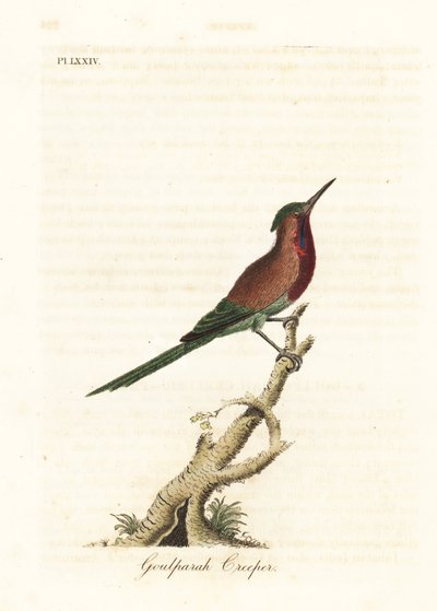 Crimson solsort, Aethopyga siparaja seheriae (Goulpourah-slyngplante). Håndfarvet kobberplade tegnet og graveret af John Latham fra hans egen A General History of Birds, Winchester af John Latham