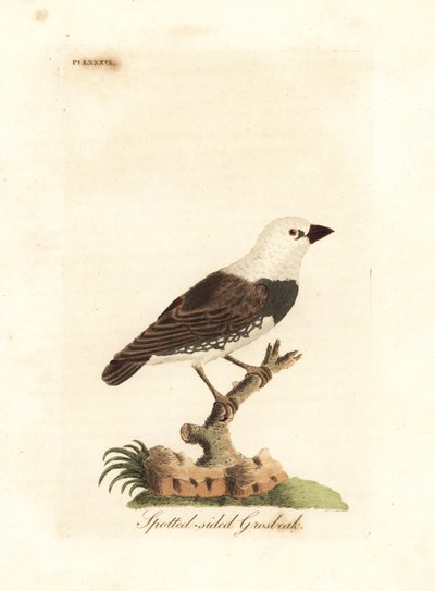Diamant ildhale, Stagonopleura guttata (Plettet-sidet grobeak, Fringilla leucocephala). Håndfarvet kobberplade tegnet og indgraveret af John Latham fra hans egen A General History of Birds, Winchester af John Latham