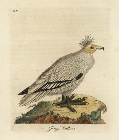 Egyptisk grib, Neophron percnopterus ginginianus.1824 (gravering) af John Latham