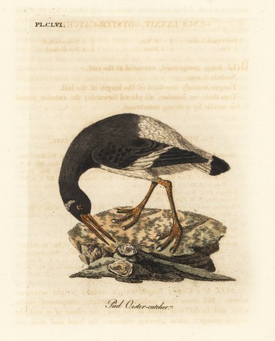 Eurasier- eller fodsøjler, Haematopus ostralegus. Håndfarvet kobberplade tegnet og graveret af John Latham fra hans egen A General History of Birds, Winchester af John Latham