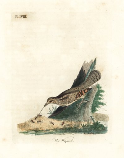 Eurasisk wryneck, Jynx torquilla (Junx torquilla). Håndfarvet kobberplade tegnet og indgraveret af John Latham fra hans egen A General History of Birds, Winchester af John Latham