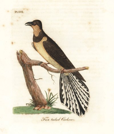 Viftehalegøg, Cacomantis flabelliformis. Håndfarvet kobberplade tegnet og indgraveret af John Latham fra hans egen A General History of Birds, Winchester af John Latham