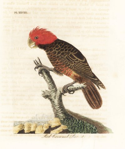 Bande-kakadue, Callocephalon fimbriatum (rødkronet papegøje, Psittacus galeatus). Håndfarvet kobberplade tegnet og graveret af John Latham fra hans egen A General History of Birds, Winchester af John Latham