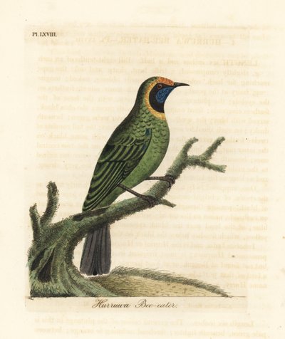Guldpansbladfugl, Chloropsis aurifrons. (Hurruwa bi-æder, Indien.) Håndfarvet kobberplade tegnet og indgraveret af John Latham fra hans egen A General History of Birds, Winchester af John Latham