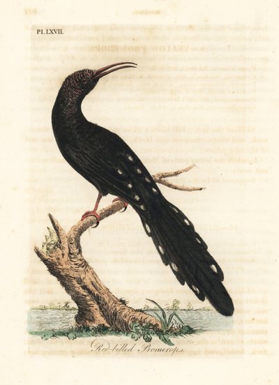 Grøn træbøjle, Phoeniculus purpureus (rødnæbbet promerops, Upupa erythrorynchos). Håndfarvet kobberplade tegnet og graveret af John Latham fra hans egen A General History of Birds, Winchester af John Latham