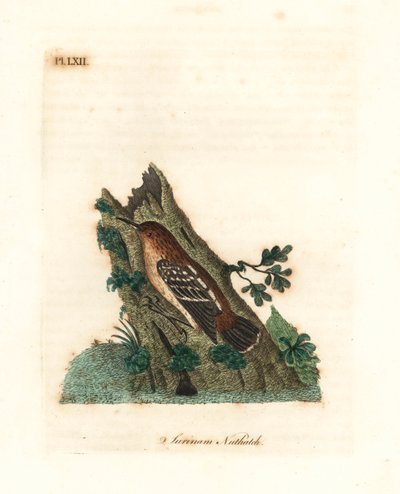 Guianan gademyrtorn, Myrmotherula surinamensis. Sårbar. (Surinam nuthatch, Sitta surinamensis.) Håndfarvet kobberplade tegnet og indgraveret af John Latham fra hans egen A General History of Birds, Winchester af John Latham